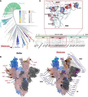 Frontiers | Omicron: A Heavily Mutated SARS-CoV-2 Variant Exhibits ...